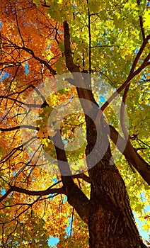 Branches and trunk with bright yellow and green leaves of autumn maple tree against the blue sky background. Bottom view