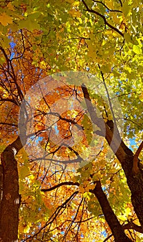 Branches and trunk with bright yellow and green leaves of autumn maple tree against the blue sky background. Bottom view