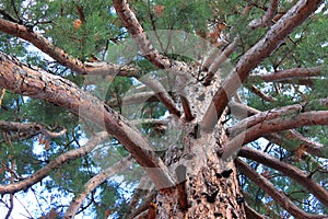 Branches and trunk of Sequoia Gigantea