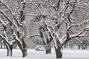 Branches and trunks of deciduous trees covered with snow, against the background of trees in a city park