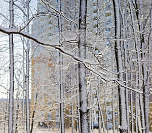 Branches and trunks of deciduous trees covered with snow
