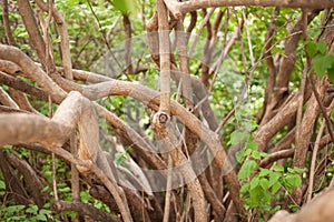 Branches and trunks of an old lilac bush photo