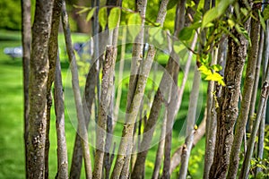 Branches and twigs in green