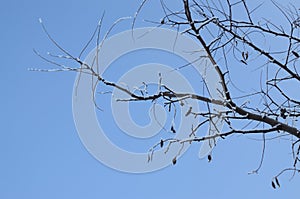 Branches and Twigs with Hoar