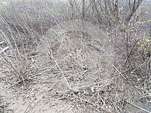 Branches or twigs in muddy swamp area chewed by beavers