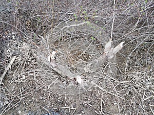 Branches or twigs in muddy swamp area chewed by beavers