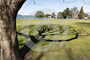 Branches and twigs of tree form shadow pattern on lawn