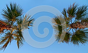 Branches of two Mexican fan palm trees in the blue sky background