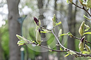 branches with unblown magnolia flower buds