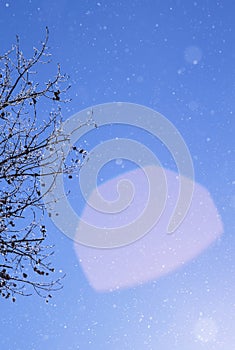 Branches under snow in hoarfrost, winter blurred natural background with bokeh, copy space