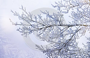 Branches under snow in hoarfrost, winter blurred natural background with bokeh, copy space