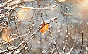 Branches under snow in hoarfrost, winter blurred natural background with bokeh, copy space