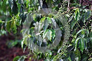 Branches with unripe green coffee fruits photo