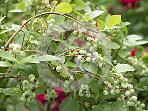 Branches with unripened blueberry. Gardening, organic berries ripening. Cultivation of whortleberry or hurtle berry photo