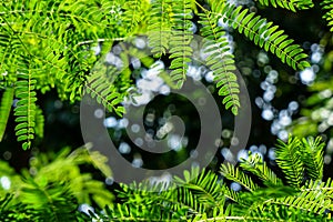 Branches of vibrant green spring leaves foreground with dark green and white light bokeh background