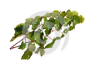 Branches of vine leaves isolated on white