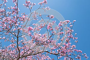 Branches of violet blossoming almond tree. Pink Cherry blossom tree on blue sky background. Spring blossom, branch of a
