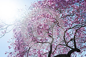 Branches of violet blossoming almond tree. Pink Cherry blossom tree on blue sky background. Spring blossom, branch of a