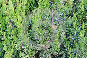 Branches of Virginian juniper with blue berry-like seed cones photo
