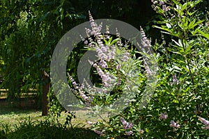 Branches of Vitex agnus-castus with light pink flowers in July