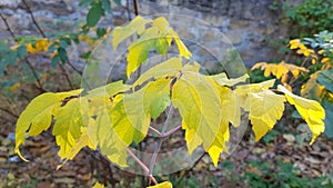 Branches of vivid yellow fall leaves closeup with green foliage