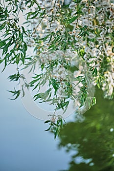 Branches of weeping willow against the background of the lake on a summer sunny day close -up