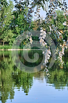 Branches of weeping willow against the background of the lake on a summer sunny day close -up