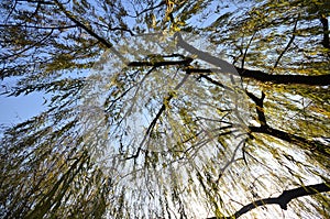 Branches of weeping willow growing on the coast of West Lake
