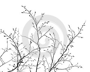 Branches on white background photo