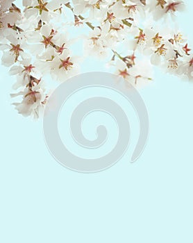 branches with white delicate spring flowers of fruit tree. almond flowering. Delicate artistic photo.