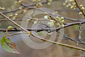 Branches with flower buds and raindrops of a blackthorn