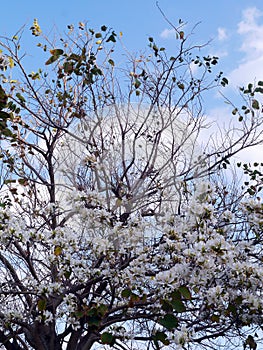 Branches with white flowers in spring in the garden