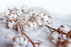 Branches of white fluffy cotton flowers. Dry plants with open buds