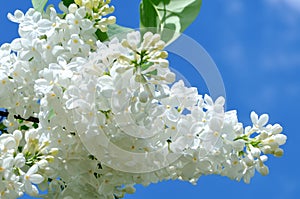 Branches of white lilac against a blue sky
