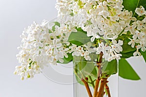 Branches of white lilacs are collected in a lush bouquet in a glass vase photo