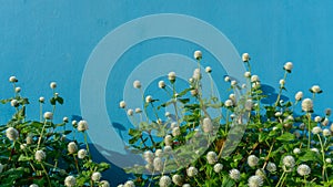 Branches of white petals of Pearly everlasting flower blossom on greenery leaves, blue color concrete wall background