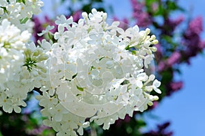 Branches of white and violet lilac