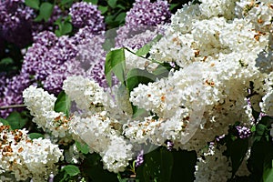 Branches of white and violet lilac flowers