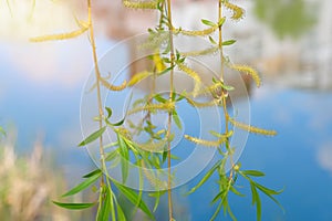 Branches of white willow on a background of water on a sunny spring day