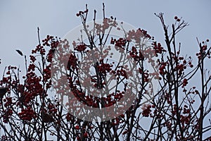 Branches of whitebeam with red berries