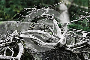 Branches of whitened and tortuous wood