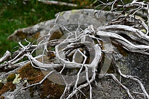 Branches of whitened and tortuous wood photo