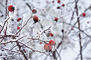 Branches of wild rose bush in hoarfrost in winter with red berries.