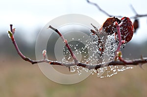Branches of wild rose hips braided with cobwebs covered with shiny drops of morning dew