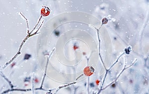 Branches of wild rose hips with red berries covered with hoarfrost in the winter garden. Shallow depth of field