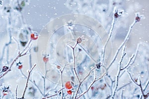 Branches of wild rose hips with red berries covered with hoarfrost in the winter garden. Shallow depth of field