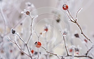Branches of wild rose hips with red berries covered with hoarfrost in the winter garden. Shallow depth of field