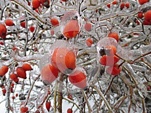 Branches of wild rose hips