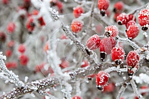 Branches of wild rose hips with red berries in ice