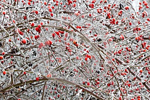 Branches of wild rose hips with red berries in ice